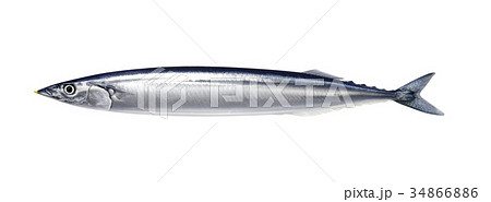 秋刀魚のイラスト素材 Pixta