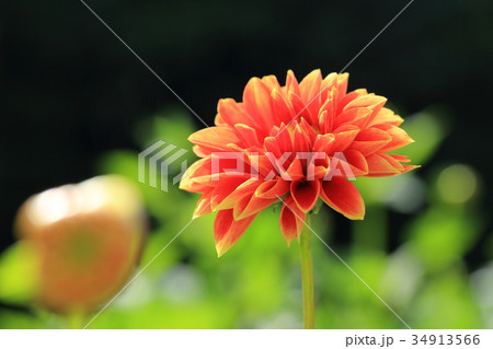 ダリア 花 感謝 花言葉の写真素材 - PIXTA
