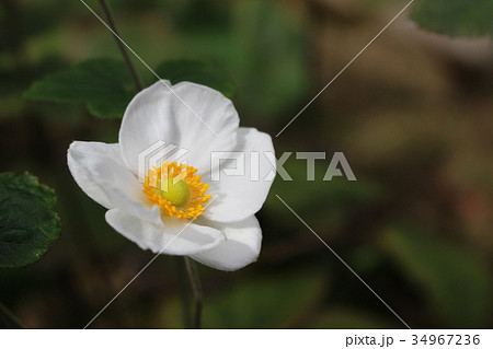 シュウメイギク 葉 茶花 白色 秋明菊の写真素材