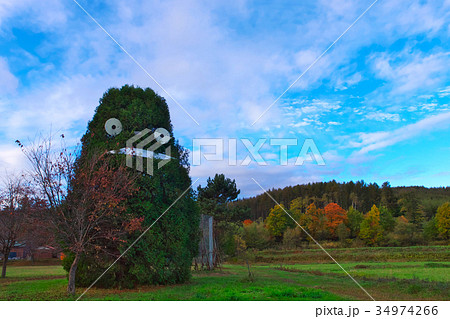 トトロの写真素材