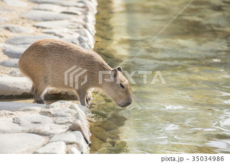 動物 茶色 陸の哺乳類 水辺の写真素材