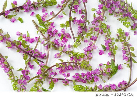 花穂ジソ 花穂じそ 花穂紫蘇 花穂シソの写真素材