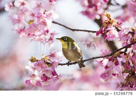 桜と鳥の写真素材