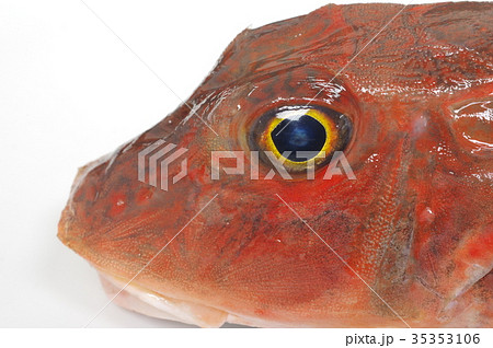 キミヨ 魚 海水魚の写真素材 キミヨ 魚 海水魚の写真素材
