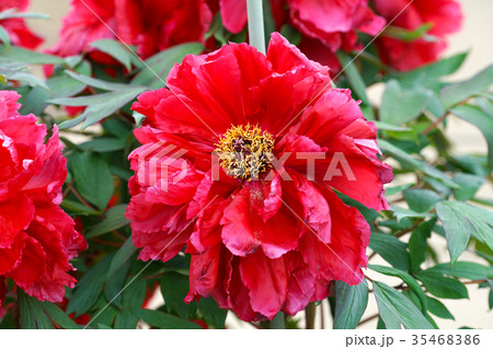 牡丹 花 植物 赤の写真素材
