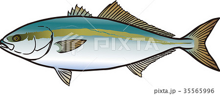 ハマチ, はまち子、水彩, 描かれた, 魚 水彩画風はまちと筆文字のイラスト素材 [76988497] - PIXTA