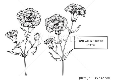 花 カーネーション イラスト 白黒の写真素材