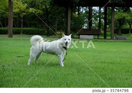 北海道犬 日本犬 白い犬 芝生の写真素材