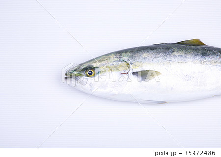 メジロ 魚 食べ物 和食の写真素材