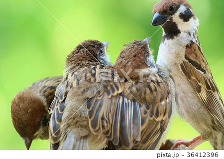 雛 親鳥 餌やり 鳥の写真素材