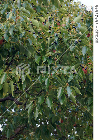 楠の実の写真素材 - PIXTA