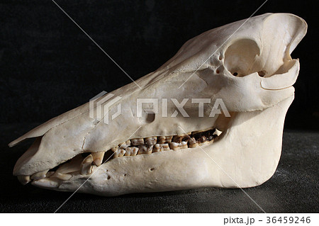 骨 頭骨 標本 猪の写真素材 - PIXTA