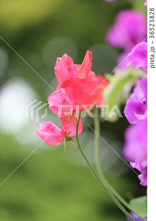 スイートピー 赤 赤いスイートピー 赤い花の写真素材