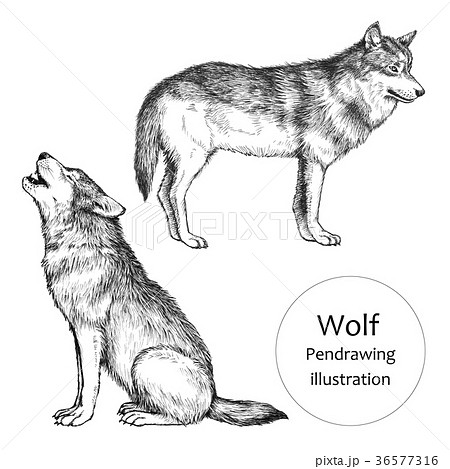 オオカミ 狼 のイラスト素材集 ピクスタ