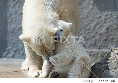 北極熊子供白クマ赤ちゃんの写真素材