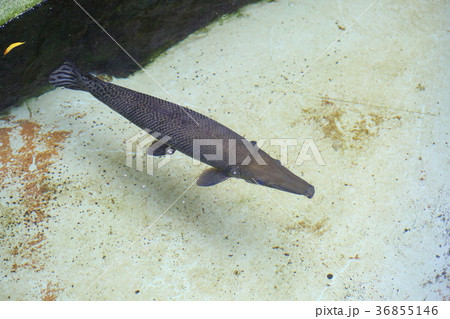 アリゲーターガーの写真素材