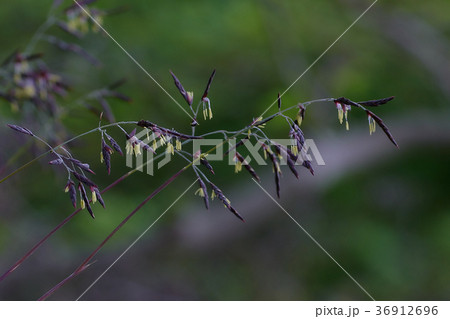 竹の花の写真素材 - PIXTA 竹の花の写真素材 - PIXTA