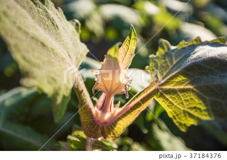 ヤーコン 葉 葉っぱ 植物の写真素材