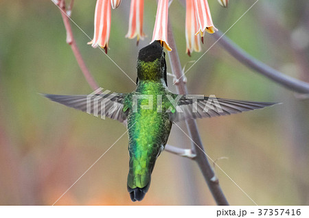 Humming Bird ハチドリ はちどり 野鳥の写真素材