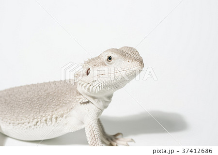 フトアゴヒゲトカゲの写真素材