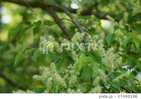 犬桜の写真素材