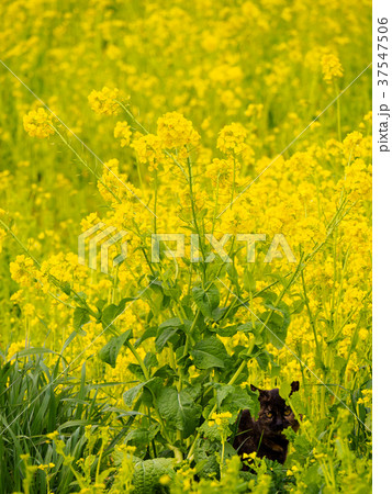 花 花畑 菜の花 猫の写真素材