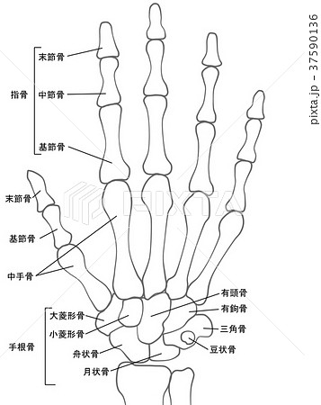 手 骨 仕組み 図解のイラスト素材