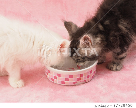 猫子猫 INUTERO黒赤XL ピンク狂気XL 2点まとめ 生後2ヶ月 子猫 仔猫 猫の写真素材 - PIXTA