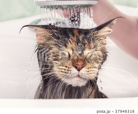 お風呂 子猫 動物 シャワーの写真素材 Pixta