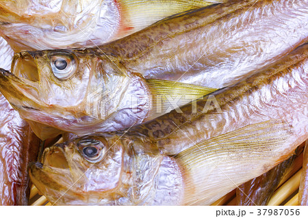 白ハタの写真素材