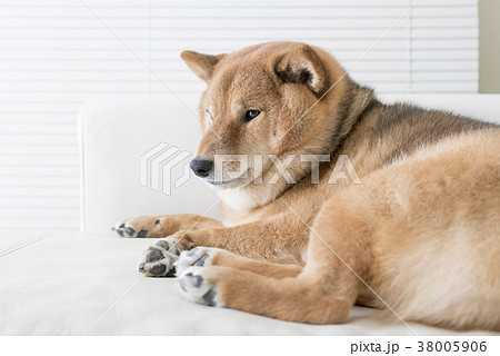 白い犬 犬 ソファー 寝そべるの写真素材
