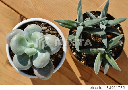 多肉 多肉植物 ラージフォーム メセンブリアンセモイデスの写真素材