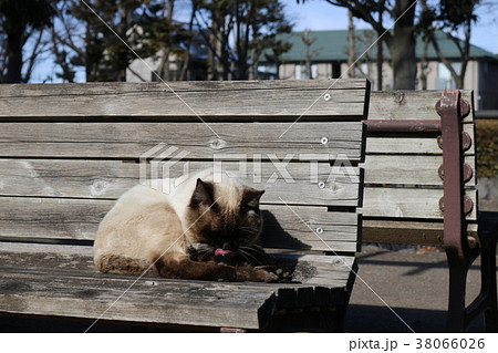 しゃむねこ シャム猫の写真素材