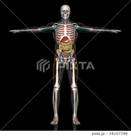 人体透視図のイラスト素材 - PIXTA