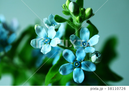 ブルースターの花の写真素材