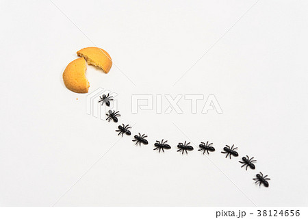 アリの行列の写真素材