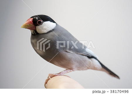 桜文鳥の写真素材