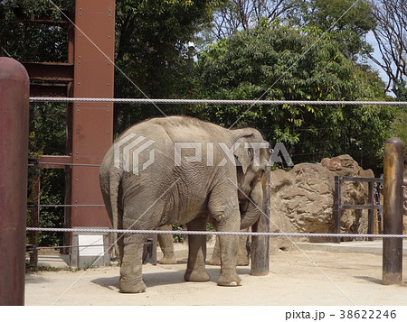 象の後ろ姿 動物の写真素材