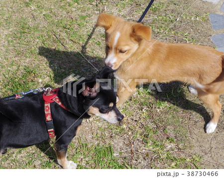 ミニチュアピンシャーmix犬の写真素材