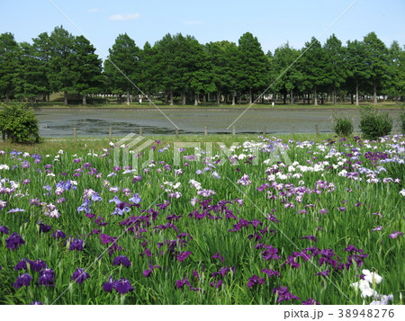 6月 風景の写真素材