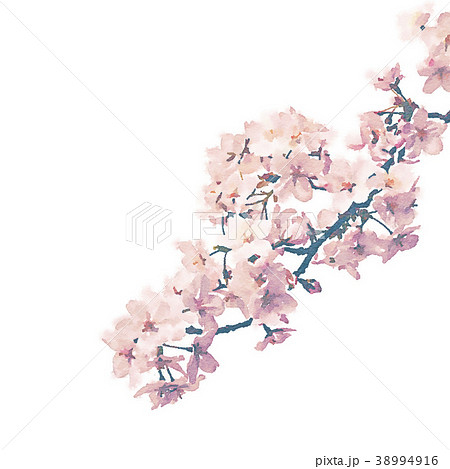 桜 枝 春 開花のイラスト素材