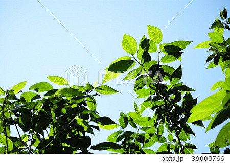 タケコプターの写真素材