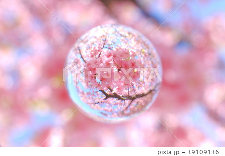 春 桜 河津桜 ガラス玉の写真素材