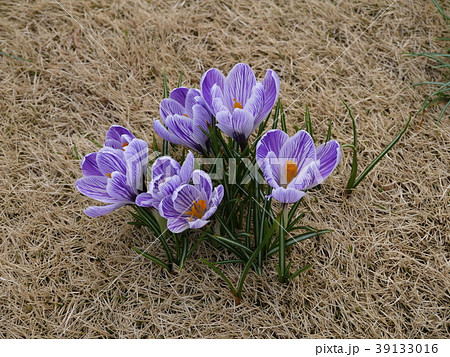 最高のハナ サフラン 最高の花の画像