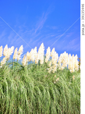 ススキ すすき パンパスグラス 西洋ススキの写真素材