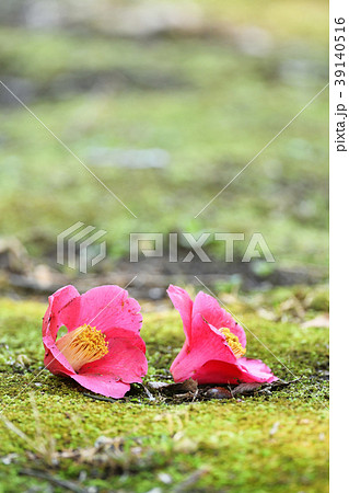 椿の花の落下の写真素材