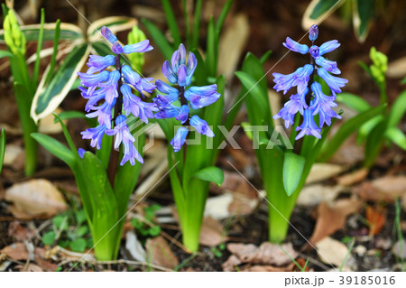 ヒヤシンス 青 水色 紫の写真素材