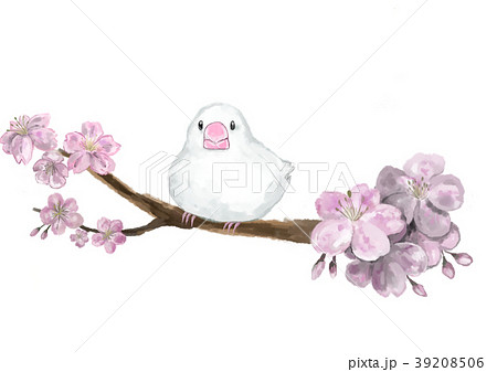 桜文鳥のイラスト素材