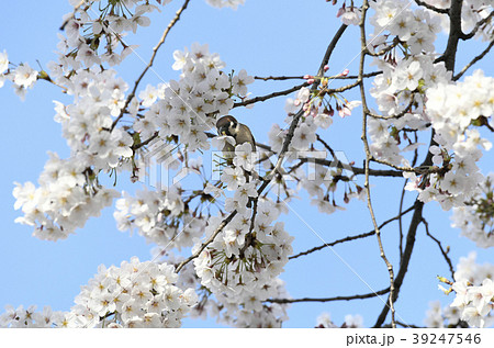 花を散らすの写真素材