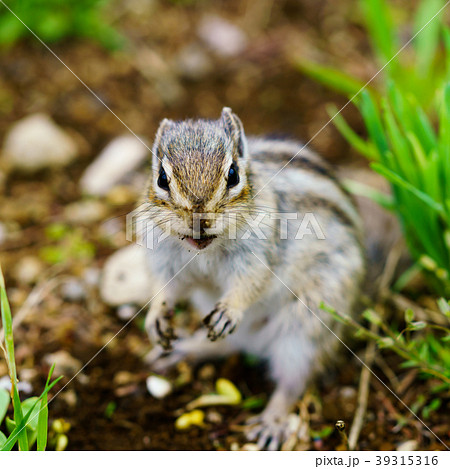 お控えなすっての写真素材
